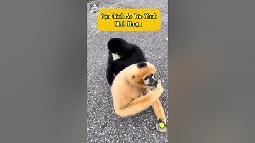 Mang táo xanh Ninh Thuận thăm Hắc công tử và Bạch cô nương Gắn kết tình thân nơi rừng già #hắccôngtử