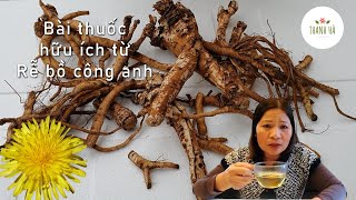 RỄ BỒ CÔNG ANH - Loại cỏ dại là thuốc chữa bệnh hữu ích , cho U Nang và Máu trong MỠ..