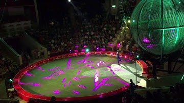 Xiếc Hề Chó -Liên Đoàn Xiếc Việt Nam