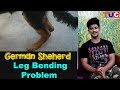 German Shepherd Leg Bending Problem : Cure : TUC