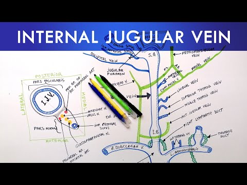 Video: Anatomie, Funktion Und Diagramm Der Vena Jugularis Interna - Körperkarten