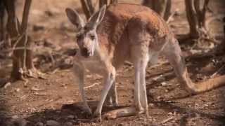 See What's New At The KC Zoo