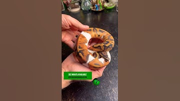 Listed new snakes! #molinarosnakelab #petsnake #reptile #royalpython ballpython #python #shorts #diy