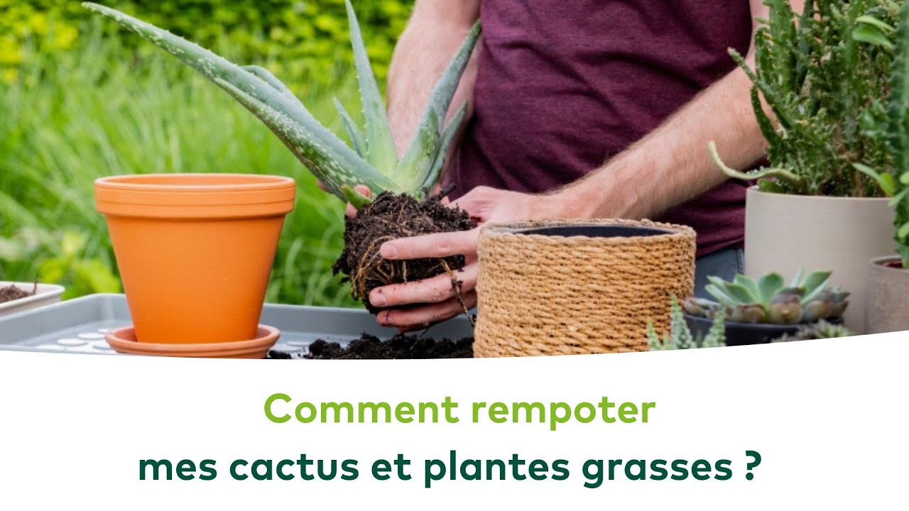 Terreau Cactus & Plantes grasses DCM - DCM