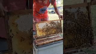 Check Out This Honey Its Very Good honey workerbee beehealth