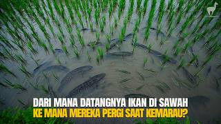 Dari Mana Datangnya Ikan, Udang, dan Belut di Sawah yang Baru Terisi Air?