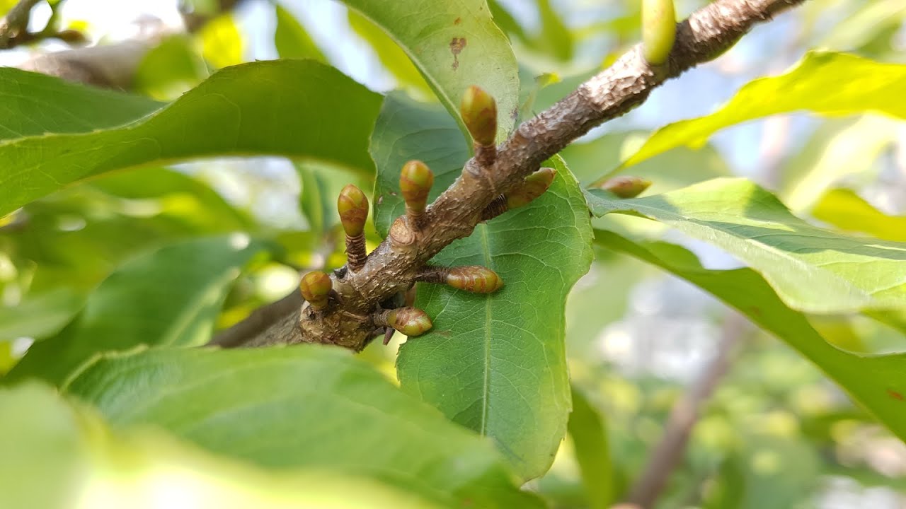 Ochna Intergerrima, the leaves look so bad this season that everyone is scared and discouraged.