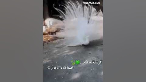 حالات واتس أب/ من سورة النمل ~قل الحمدلله/ بصوت القارئ~ اسلام صبحي 😴✨ أرح سمعك