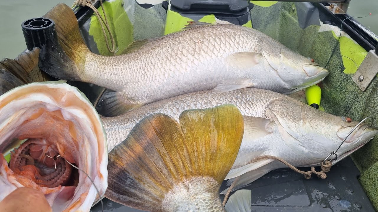 ตกปลากะพงเถื่อน ในทะเลสาบสงขลา