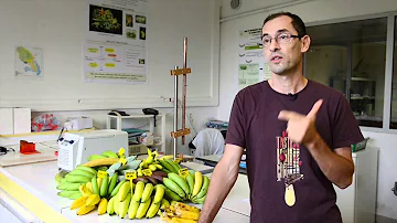 Comment reconnaître une banane plantain ?