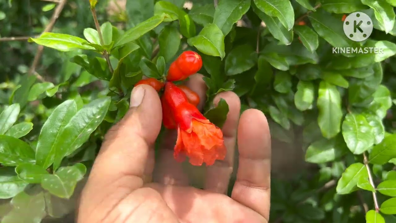 Flowering setting in pomegranate ( Janakbhai, Halvad )