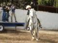 caballo bailador del guacho jose, cocorit sonora