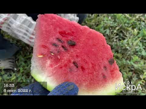 Арбуз Русская Березка HD 720p - YouTube