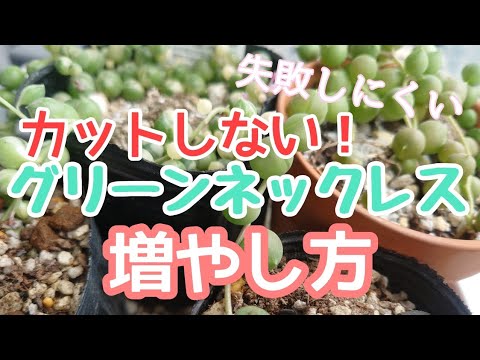 多肉増やし方 カットしない グリーンネックレスの増やし方 Youtube