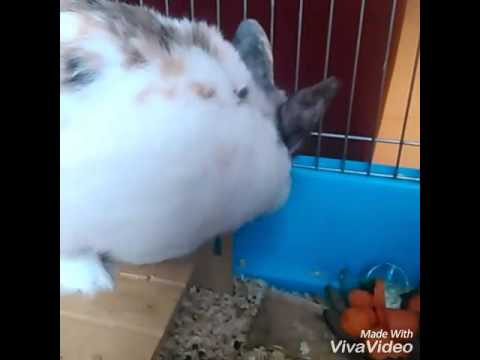 Présentation mes rongeur[lapin et cochon d'inde ] + leur cage