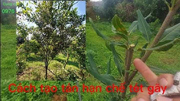 Tạo kiểu tán 1 trục cho cây mắc ca