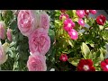 Most beautiful flowersfaresh beautifull roses plant beautifull rosessagheer vlogs 7733