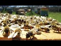 Como se bloquea una camara de cria en otoño (natural o artificial) para que sirve y porque