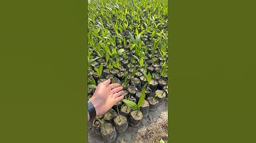 More than 179 million trees planted so far 🌳💚