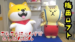 【ごろごろにゃんすけ＆しばんばん】梅田ロフトに着ぐるみ２体登場！キャラクターショー撮影会グリーティングイベント期間限定ポップアップストア開店記念