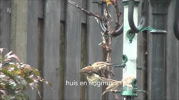 Tuinvogels