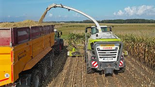 Mais hakselen 2023 / Claas Jaguar 960 + 7x Fendt tractor / Stassen