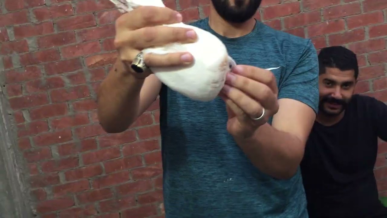 الحمام الغزار. الصافي. حاجه تانيه وإبراهيم في. حته تانيه