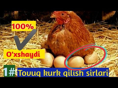TABIIY KURK QILISH