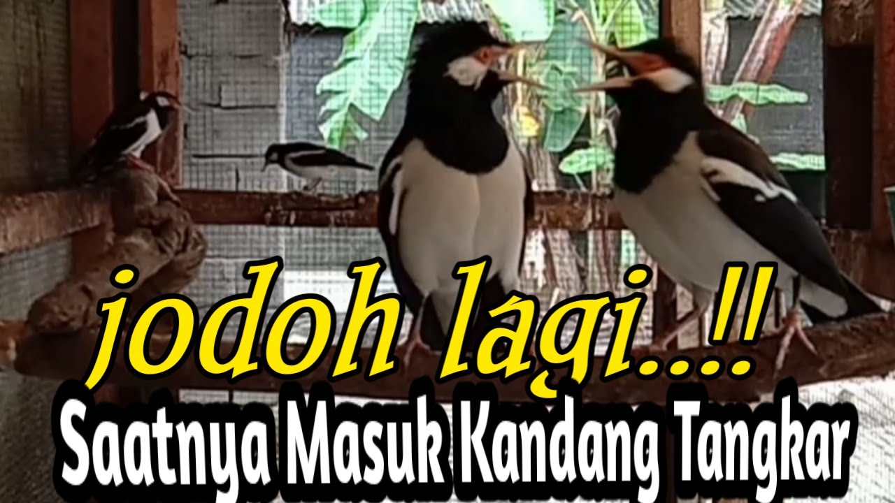 JODOH LAGI..!! SAATNYA MASUK KANDANG TANGKAR..!! @SukamdiChannel