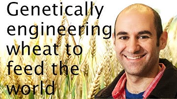 Is GMO wheat the answer to food security? - Cristobal Uauy