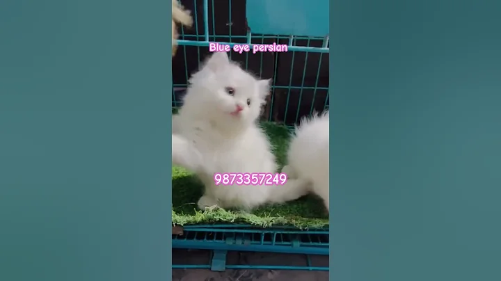 Video 6218431: britishshorthair persian, persian kitten cats catlover, eyes persian cat kitten, persian cat kitten blue