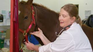 Assessing the Heart of the Horse