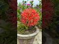 জনপ্রিয় মে ফুল! #shorts #plants #flowers