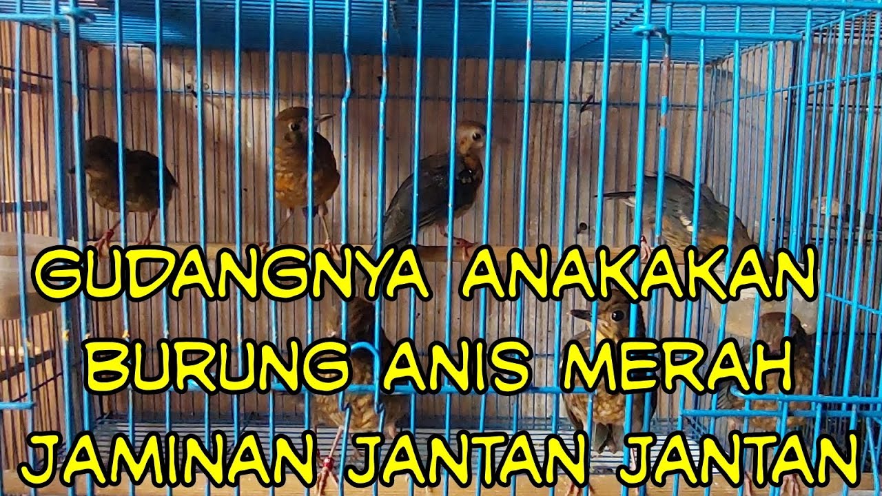 Anakan Anis Merah Jaminan Jantan Tapi Harganya Mahal