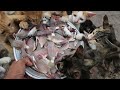 Cat eating raw fish | Kitten eating raw fish | Cat eat Delicious​ fish | Cat eating yummy fish