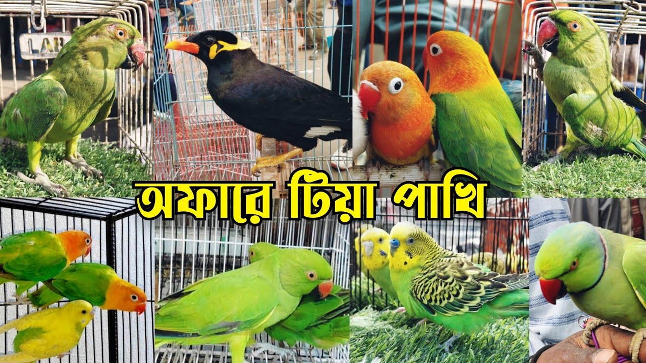 পানির দামে টিয়া পাখি || Tiya pakhir dam 2026 || Ringneck parrot price in Bangladesh || Tiya pakhi
