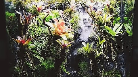 Hồ bán cạn thác nước và rừng | Forest Waterfall Nature in Paludarium