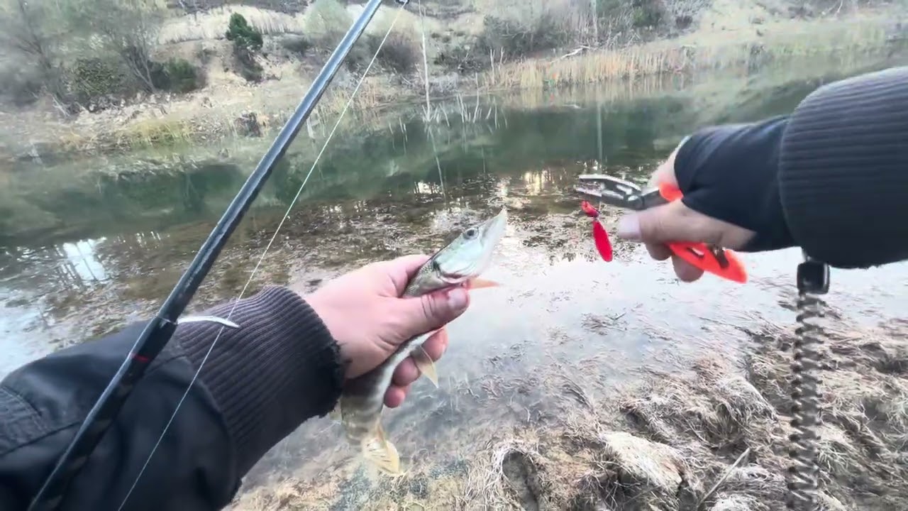 Kimse Görmeden Turna Avı Suya İade 🎣