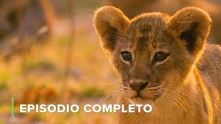 Así SOBREVIVEN los LEONES Cachorros 🌍 Cazadores de África EP4 🍃 Documentales Completos de Animales