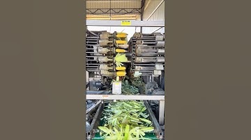 Corn Shelling: The Amazing Efficiency of High-Speed ​​Shellers!