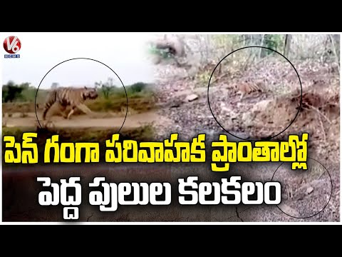 Ground Report : Tigers Wandering Creates Panic At Pipalkoti Reservoir | Tipeshwar Wildlife Sanctuary - V6NEWSTELUGU