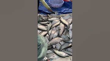 thu hoạch cá thác lác - cá nàng hai #shorts