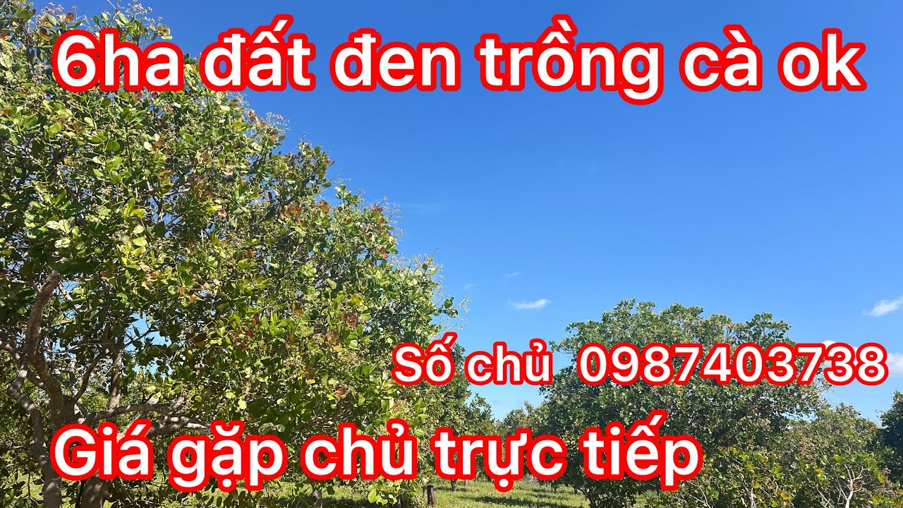 Cần chuyển nhượng khoảng 6ha đất đen có điều làm bìa được giá liên hệ trực tiếp chủ 0987403738 nhé