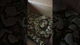 A Stellar Feller  #snake #reptiles #notai #reticulatedpython #python