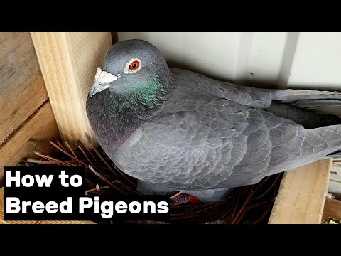 वीडियो: कबूतरों का प्रजनन कैसे करें