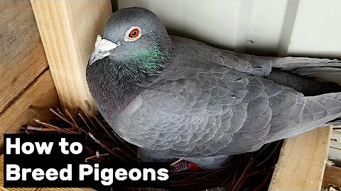 How to Breed Pigeons - [Step by Step] - DayDayNews