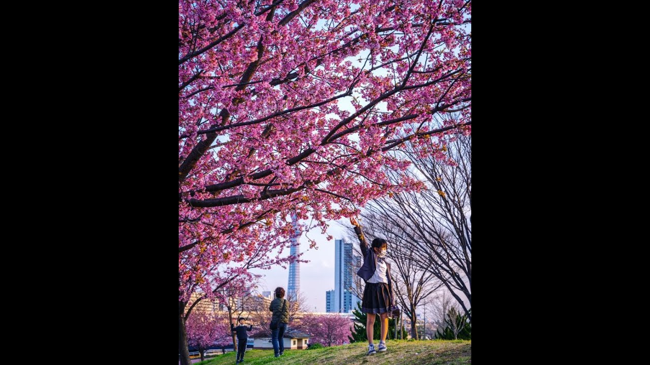 Le printemps à Tokyo en 20 secondes 🌸 #shorts