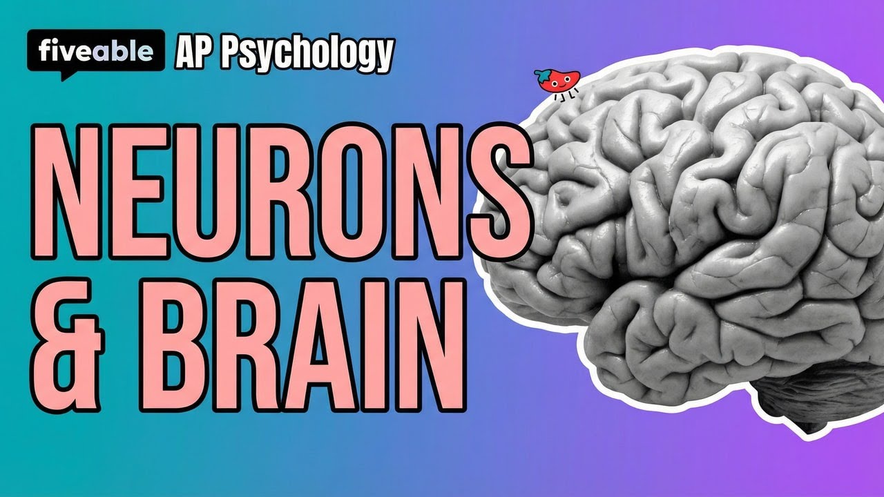 AP Psychology CRAM – Neurons, Brain, Sensation & Sleep