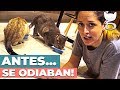 CÓMO HACER QUE DOS GATOS SE LLEVEN BIEN | CONSEJOS FELINOS