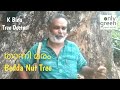 Rare trees    bedda nut tree  only green  malayalam